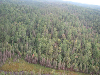 colour photo of aerial view of small wetland within Gooderham Old Growth White Pine Conservation Reserve.
