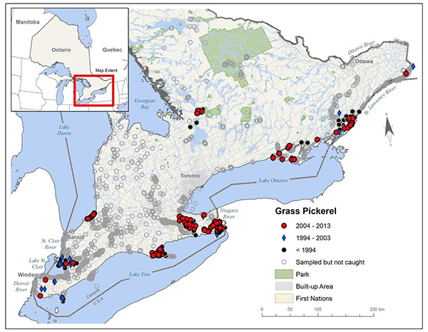 The map shows the distribution of Grass Pickerel in Canada from 2004 to 2013, 1994 to 2003, and records before 1994. Some of the areas Grass Pickerel are found include Windsor, Welland, Belleville and Kingston.