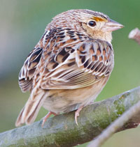 A photograph of Grasshopper Sparrow