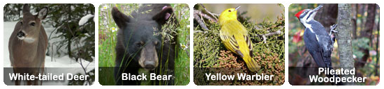 White-tailed Deer, Black Bear, Yellow Warbler, Pileated Woodpecker