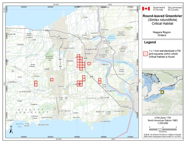 Grid squares identified as containing critical habitat for Round-leaved Greenbrier in Niagara region, Ontario. Critical habitat for Round-leaved Greenbrier occurs within these 1 x 1 km standardized UTM grid squares (red shaded squares), where the description of habitat suitability (section 7.1.2) and habitat occupancy (section 7.1.1) are met.