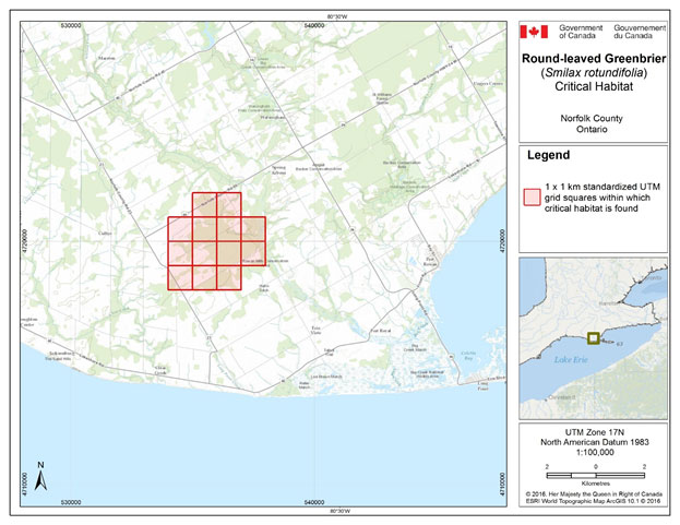 Figure 5. Grid squares identified as containing critical habitat for Round-leaved Greenbrier in Norfolk County, Ontario. Critical habitat for Round-leaved Greenbrier occurs within these 1 x 1 km standardized UTM grid squares (red shaded squares), where the description of habitat suitability (section 7.1.2) and habitat occupancy (section 7.1.1) are met.