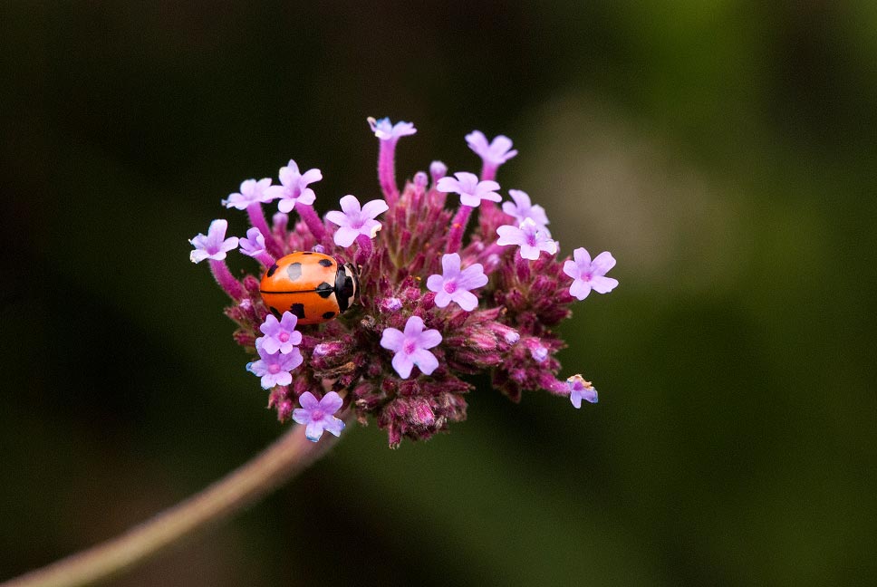 Photo of a Nine-spotted Lady Beetle