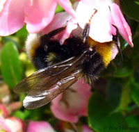 An image of Gypsy Cuckoo Bumble Bee collecting pollen from a flower.