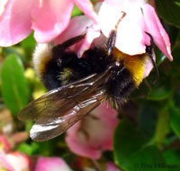 Image d’un psithyre bohémien butinant le pollen d’un fleur.