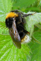 Image d’un psithyre bohémien butinant le pollen d’un fleur.