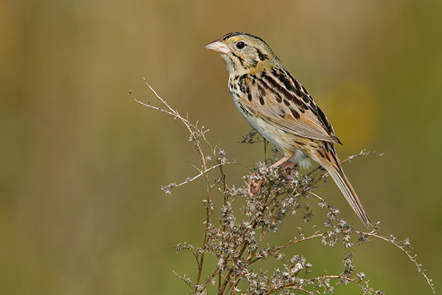 Photo of a Henslow’s Sparrow perched on a woody stem