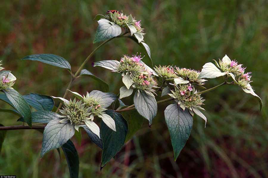 A photograph of Hoary Mountain-mint.