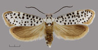 A photograph of Hoptree Borer