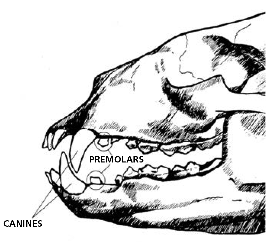 bear skull showing teeth.