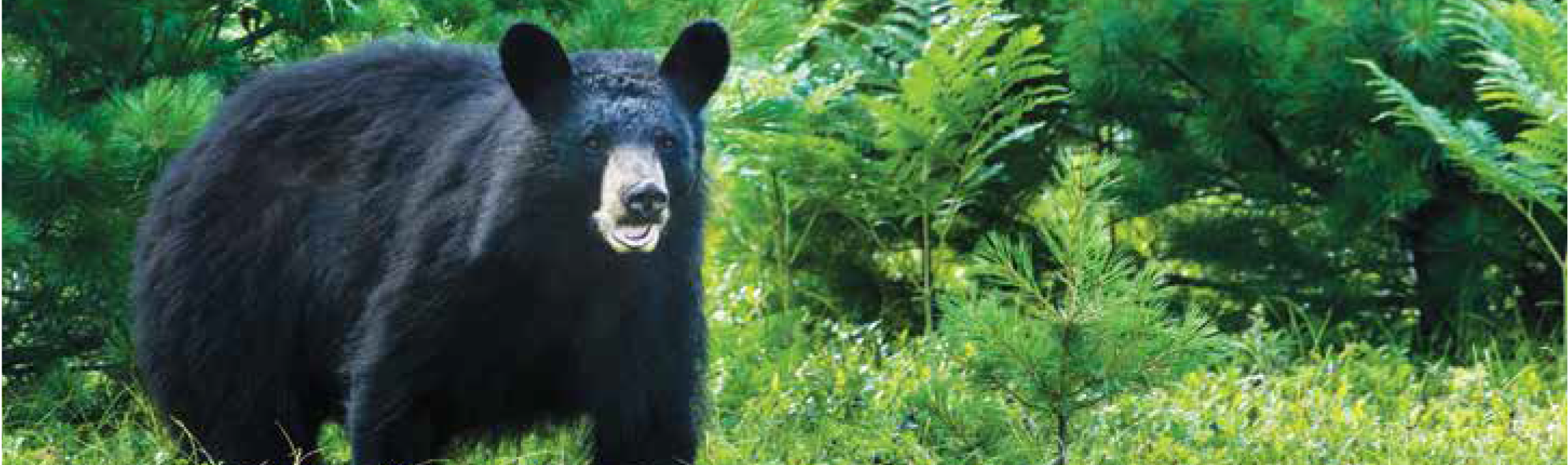 Bear form. Wild Bear. Form of nature. История о Wild Bear prepares to на английском.