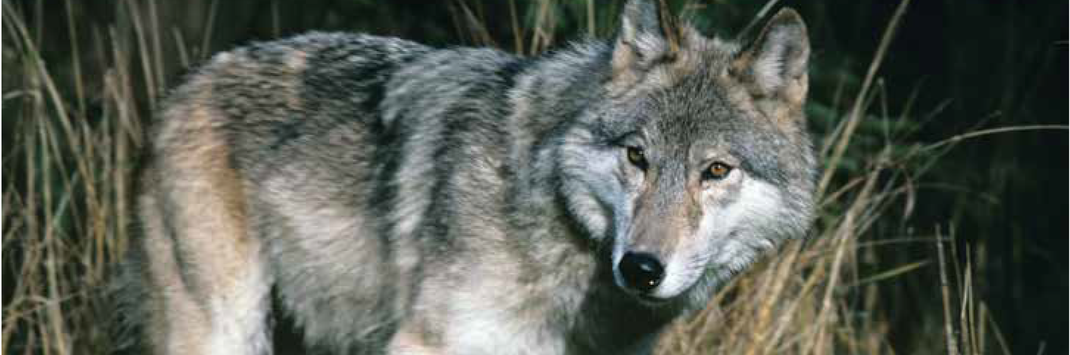 Photo of wolf and coyote