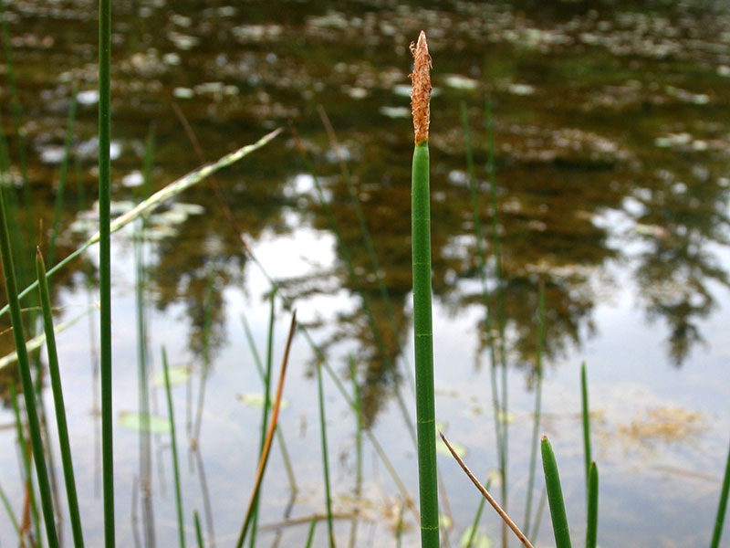 A photograph of Horsetail Spike-rush