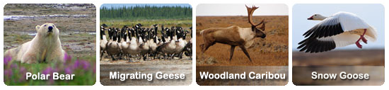 Polar bear, Migrating Geese, Woodland Caribou, Snow Goose