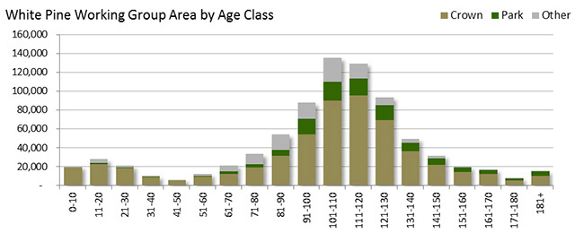 vertical bar chart of White Pine area by age class including brown for Crown, green for park and grey for other.