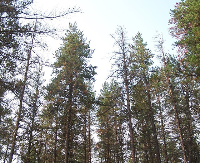 image of a Jack Pine forest.