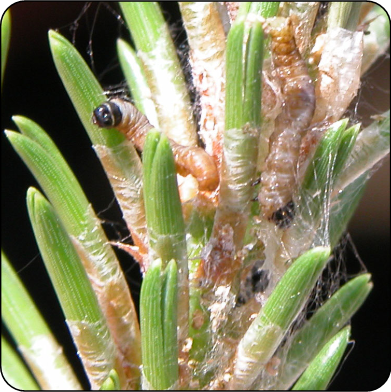 Larvae feeding