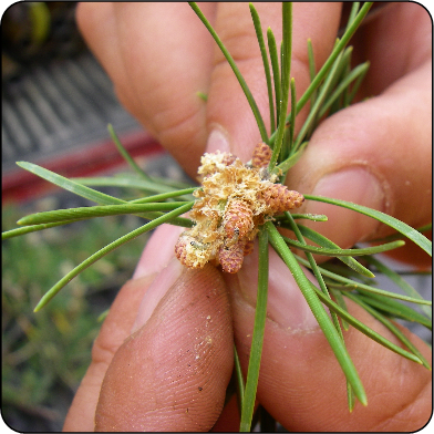 Young larva in flowers