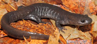 Une photo de l’Ambystoma unisexué (Population dépendante de la salamandre de Jefferson)