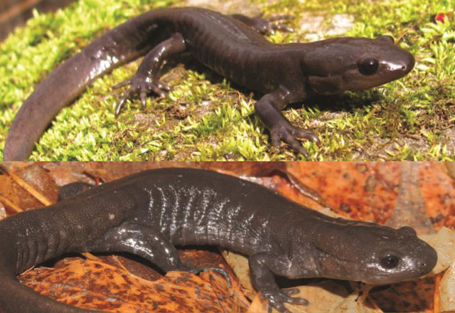A photograph of Jefferson Salamander and Jefferson-dependent Unisexual Ambystoma.