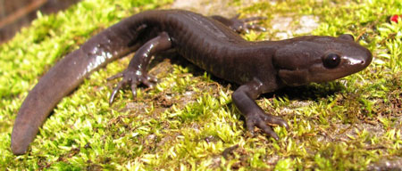 Adult Jefferson Salamander sitting on a moss covered rock.