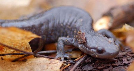 Close-up photo of an adult salamander sitting on the ground surrounded by fallen leaves.