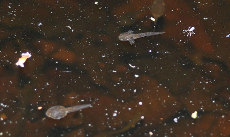 A photo shows a salamander larva swimming in water. It appears to have no legs.