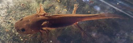 A photo shows a mature larva prior to transformation sitting submerged on a substrate with visible, small legs.
