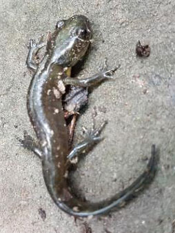Salamander sitting on a bare rock.