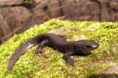 Photo of Jefferson Salamander