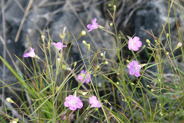 Photo of Gattinger’s Agalinis showing blossoms and leaves