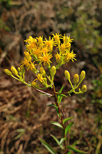 Photo of Houghton’s Goldenrod yellow flowers in bloom