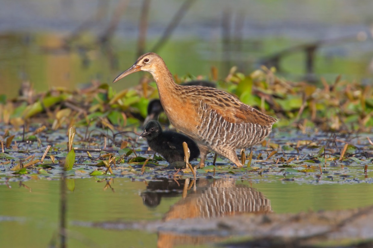 King Rail and Least Bittern