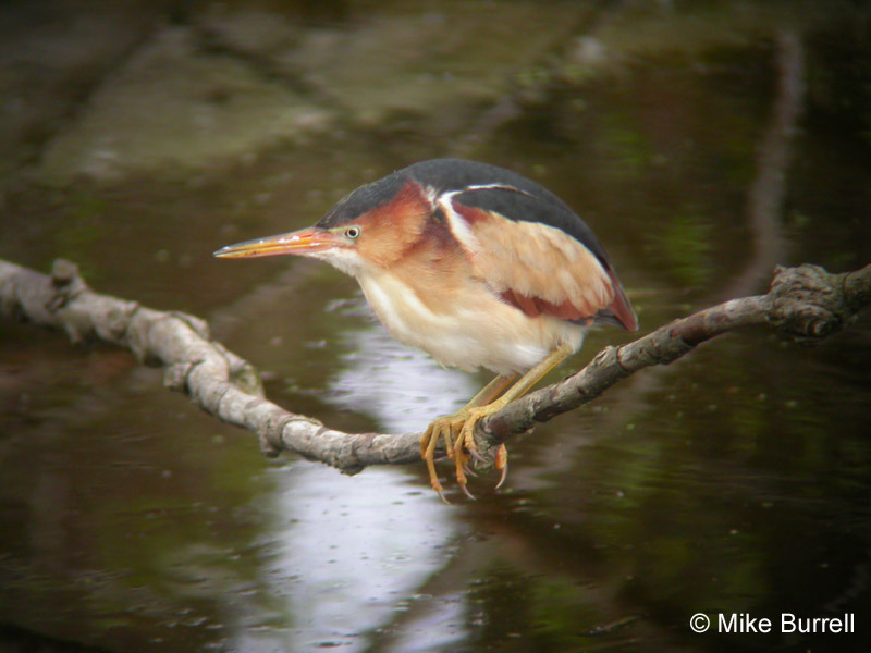 King Rail and Least Bittern