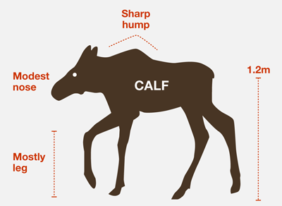 Illustration shows the features of a calf moose including its height, which is typically 1.2 metres, sharp hump, modest nose and long legs.