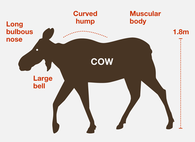 Illustration shows the features of a cow moose including its height, which is typically 1.8 metres, muscular body, curved hump, long bulbous nose and large bell.