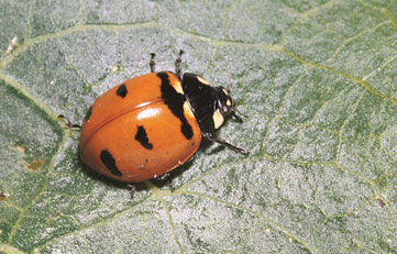 Coccinelle à bandes transverses