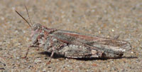 A photograph Lake Huron Grasshopper