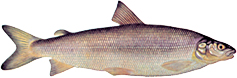 A photograph of a Lake Whitefish