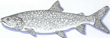 line drawing of a lake trout