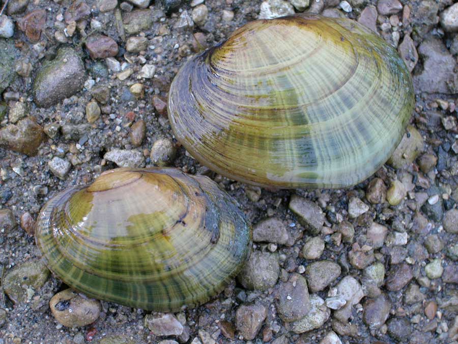 A photograph of two Wavy-rayed Lampmussels