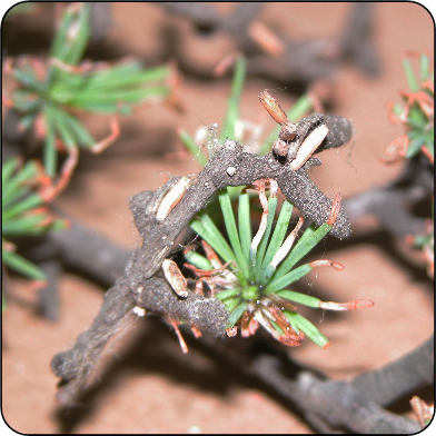 Larch casebearer larvae