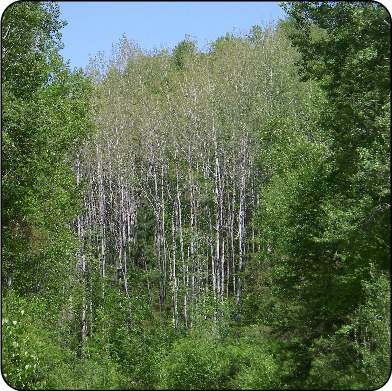 Large aspen tortrix damage