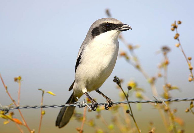 Photo of a Loggerhead Shrike perched on barbed wire.
