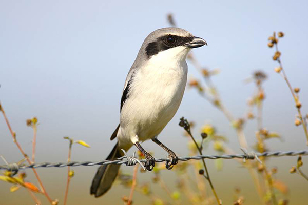 Photograph of a Loggerhead Shrike perched on barbed wire. The black band of plumage along the bird’s face conjures emotions of intensity.