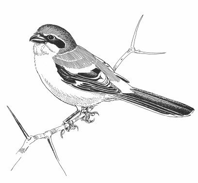 Sketch of a Loggerhead Shrike perching on a thorned branch. This picture graced the cover of the federal recovery strategy for this species.