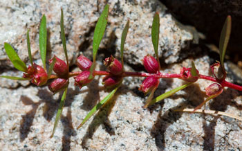 Photo d’un rotala rameux en pleine floraison.