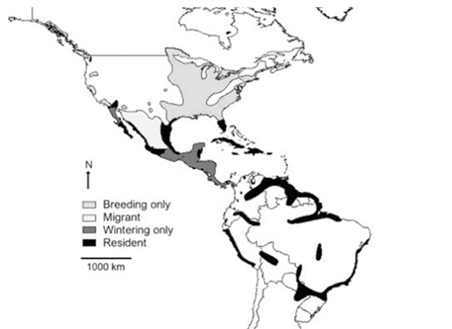 Figure 1 shows the North American range of the Least Bittern, differentiating breeding range from wintering range and migrant populations from resident ones.