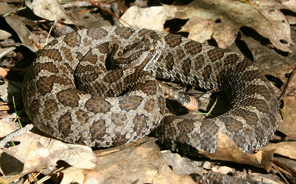Photograph of a Massasauga on fallen leaves, showing its rattle and head prominently. This photograph graced the cover of the federal recovery strategy for Massasauga.