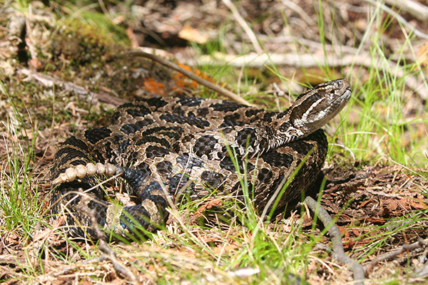 Photograph of a Massasauga, showing a pit organ on its head and the rattle on its tail.